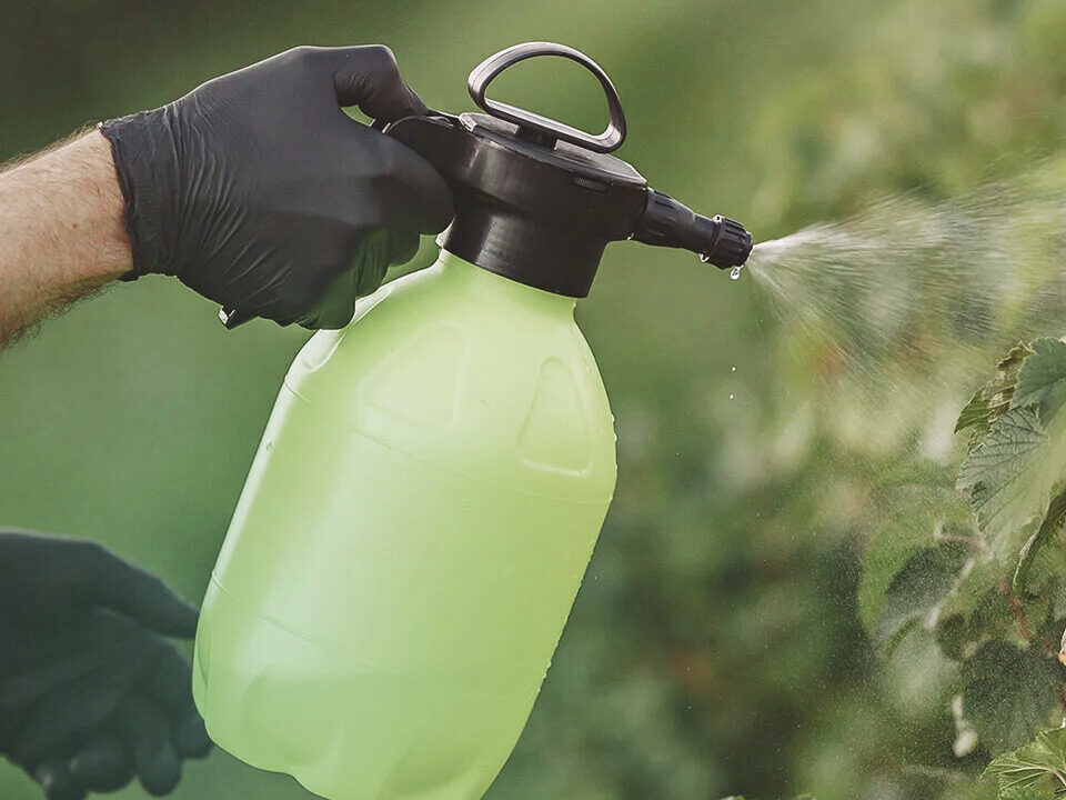 pest control hamilton