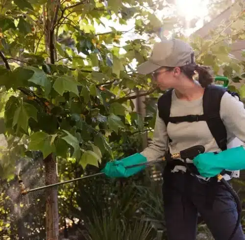 pest control services hamilton