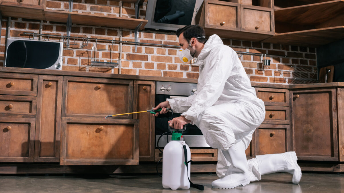 bed bug exterminators hamilton