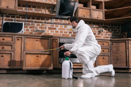 bed bug exterminators hamilton