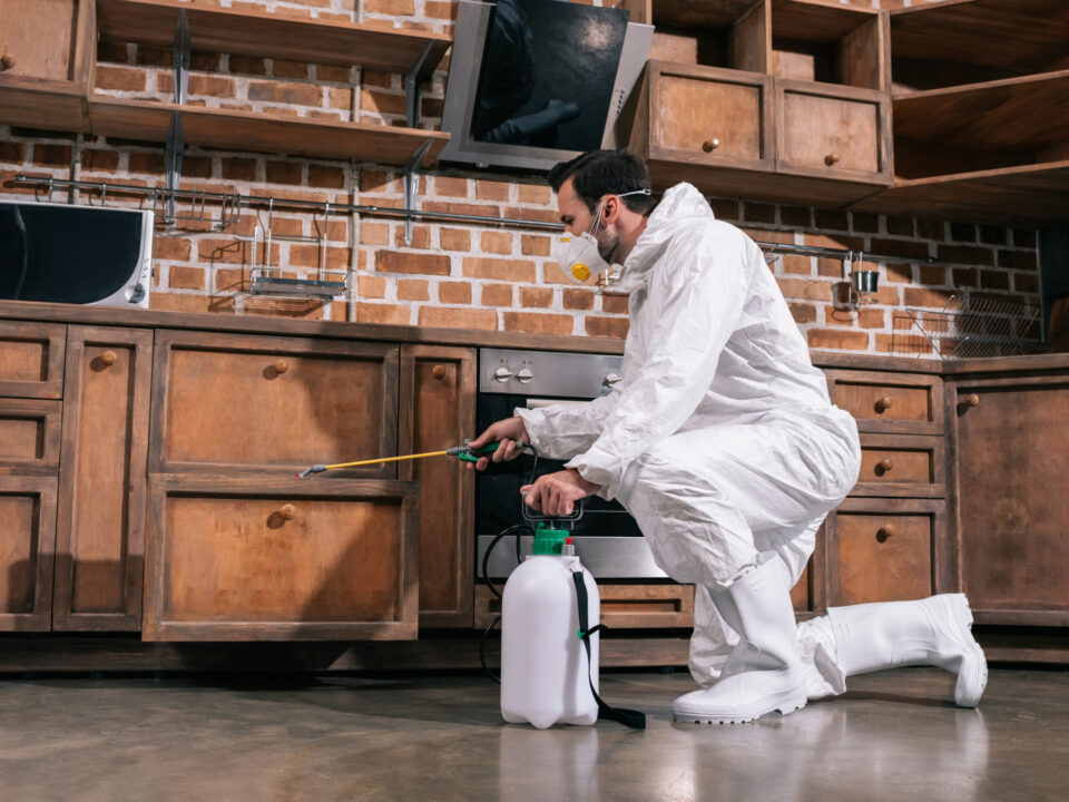 bed bug exterminators hamilton