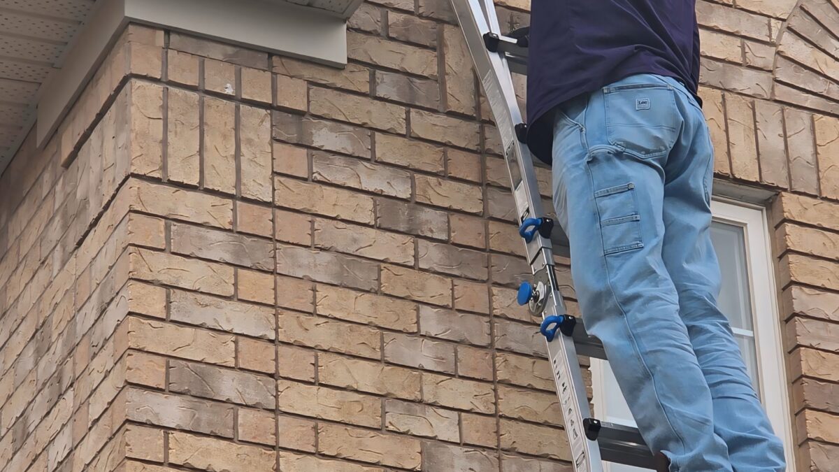 bat removal service near me