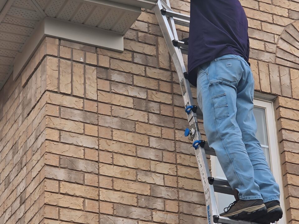 bat removal service near me