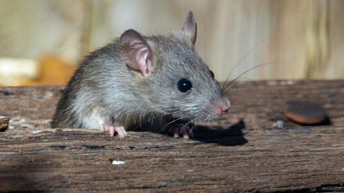 rat exterminator oakville