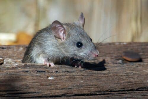 rat exterminator oakville