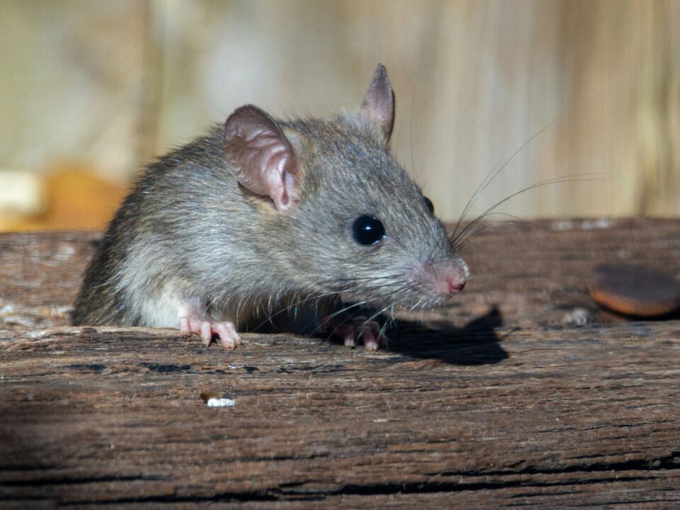 rat exterminator oakville