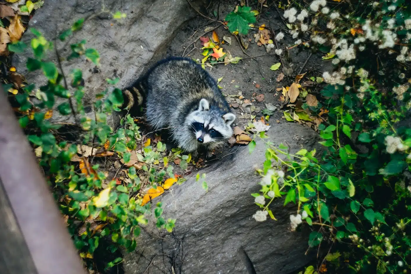 A raccoon standing on a rocky forest path surrounded by green plants and fallen leaves, looking up toward the camera.