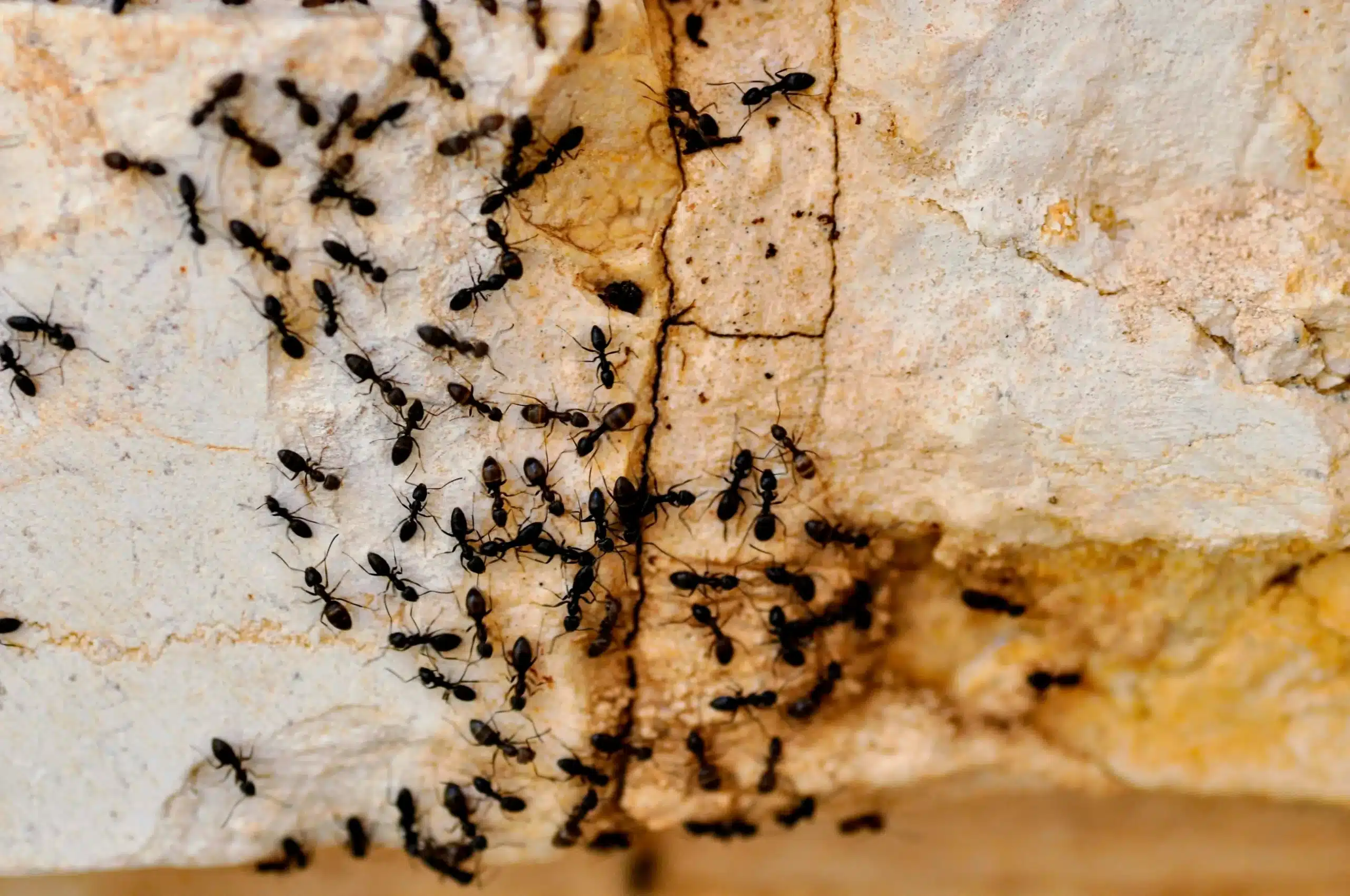 Ant Control