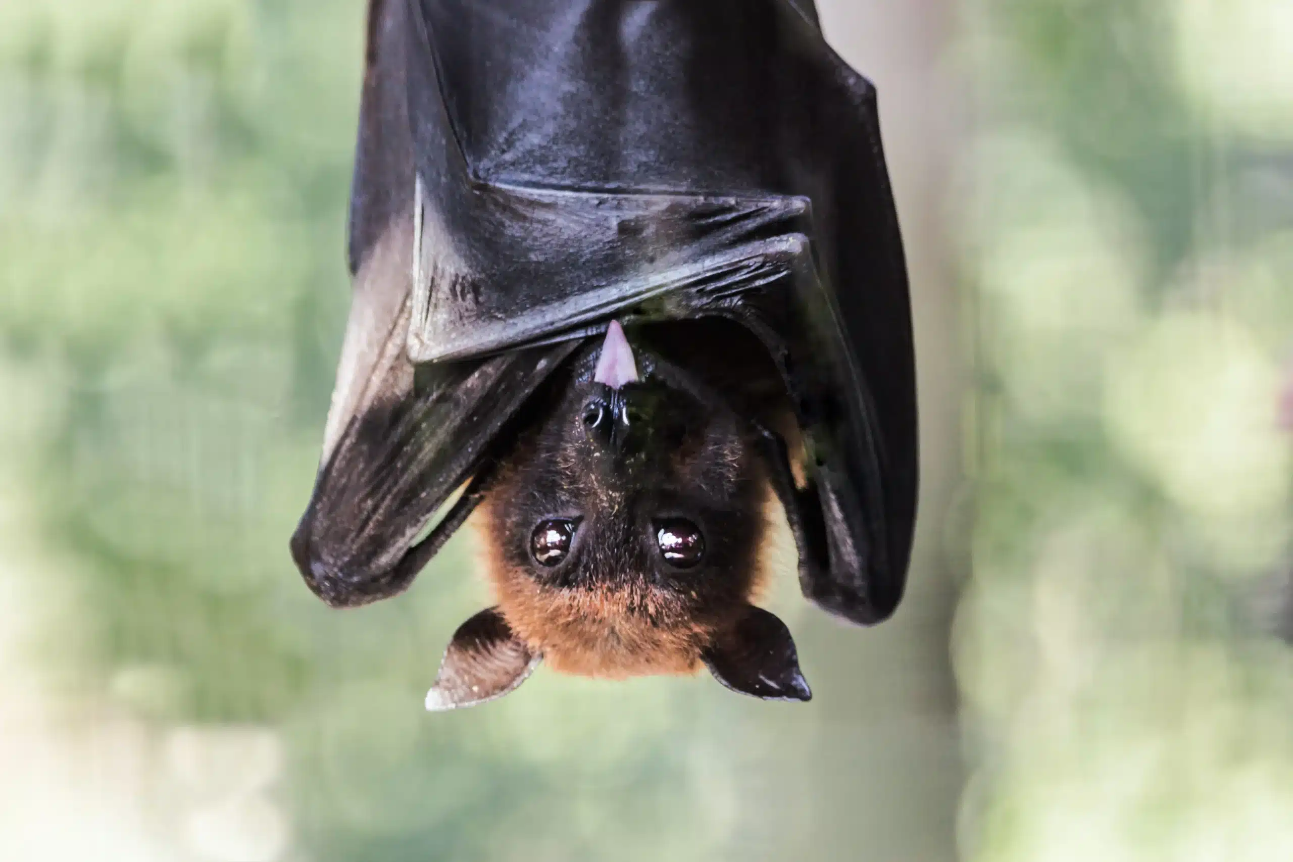 Bat Exclusion