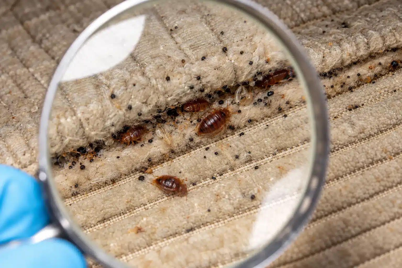 Bed Bug Treatment