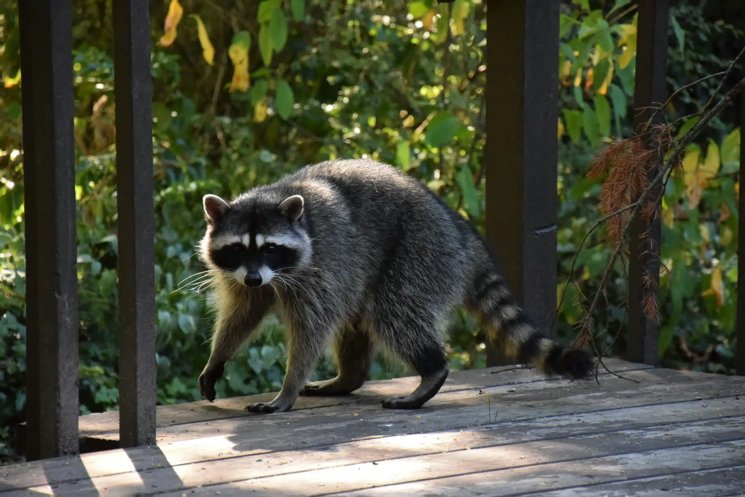 Raccoon Removal