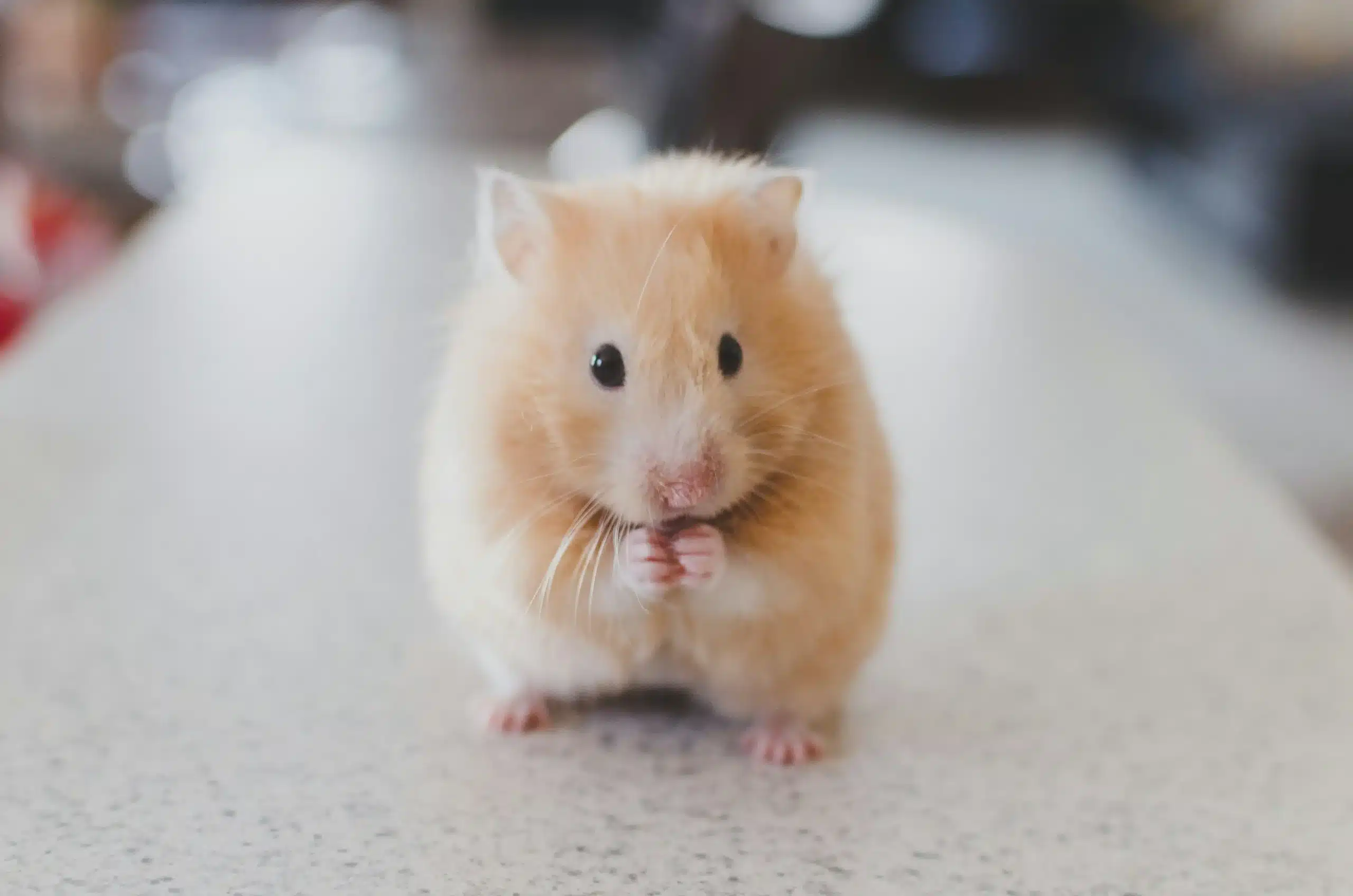 Mice & Rat Control