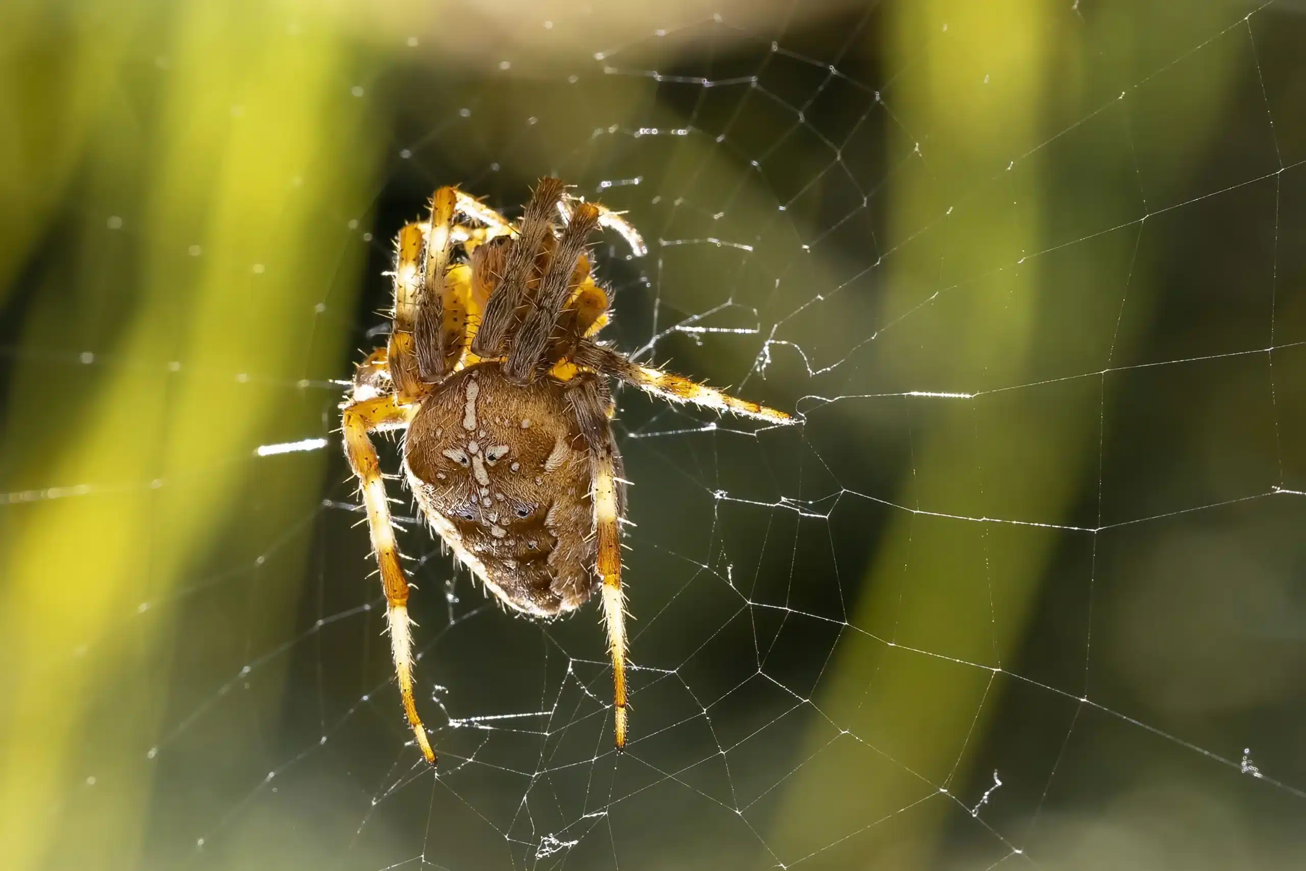 Spider Control
