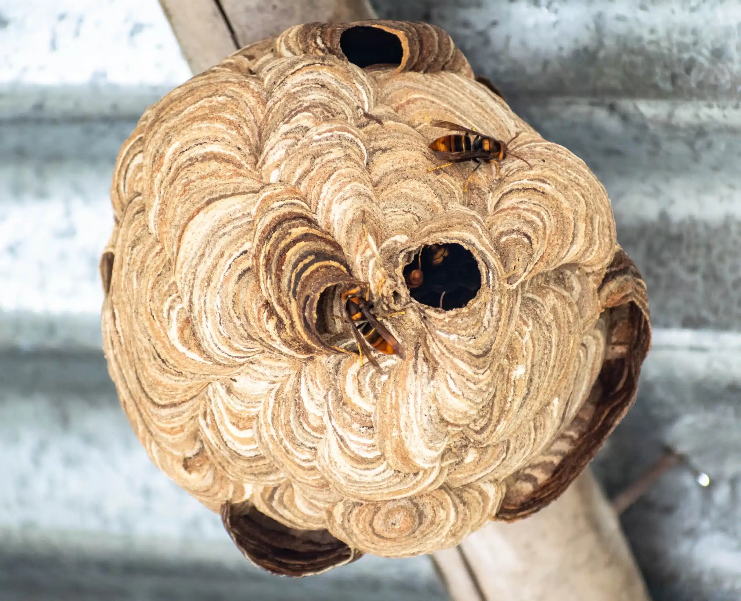 Wasp & Hornet Control
